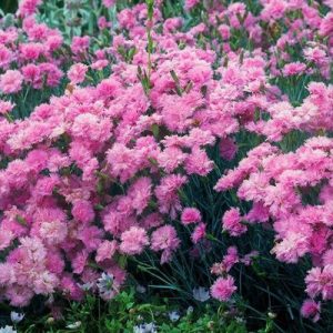 Dianthus plumarius Double Rose - Tollas szegfű