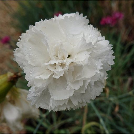 Dianthus plumarius Haytor White - Tollas szegfű