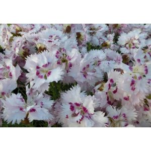 Dianthus plumarius Ine - Tollas szegfű