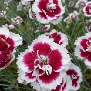 Dianthus x allwoodii Alice - Szegfű