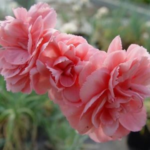 Dianthus x allwoodii Helen - Szegfű