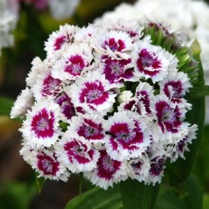 Dianthus barbatus Indianer Teppich - Törökszegfű