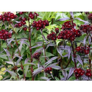 Dianthus barbatus Nigrescens - Törökszegfű