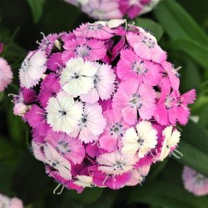 Dianthus barbatus Dash Magician - Törökszegfű