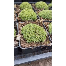 Dianthus erinaceus - Kerti szegfű