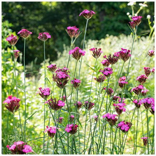 Dianthus carthusianorum - Barátszegfű