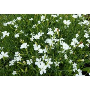 Dianthus deltoides Albiflorus - Réti szegfű