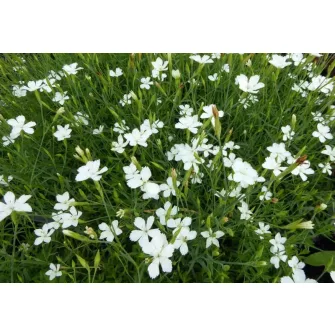 Szegfű (Dianthus)