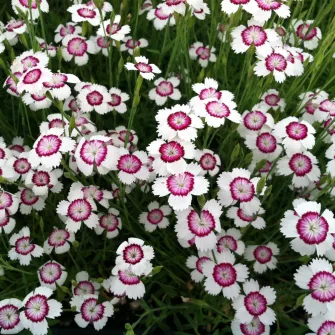 Szegfű (Dianthus)