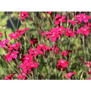 Dianthus deltoides Brilliant - Réti szegfű