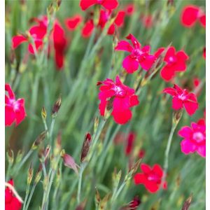 Dianthus deltoides Leuchtfunk - Réti szegfű