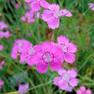 Dianthus deltoides Rosea - Réti szegfű