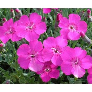 Dianthus gratianopolitanus Babi Lom - Pünkösdi szegfű