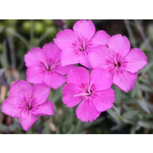 Dianthus gratianopolitanus Blauigel - Pünkösdi szegfű