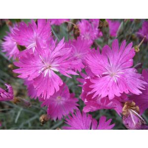 Dianthus gratianopolitanus Feuerhexe - Pünkösdi szegfű