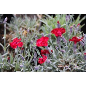 Dianthus gratianopolitanus Rubin - Pünkösdi szegfű