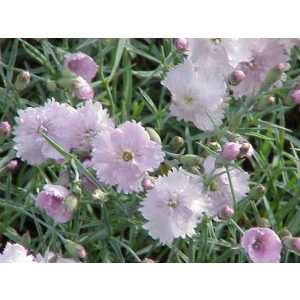 Dianthus gratianopolitanus - Pünkösdi szegfű