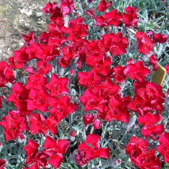 Szegfű (Dianthus)