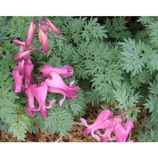 Dicentra formosa Candy Hearts - Szép szívvirág