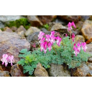 Dicentra eximia Stuart Boothman - Törpe szívvirág