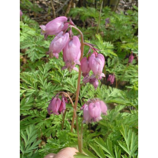 Dicentra formosa - Szép szívvirág