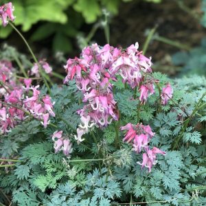 Dicentra formosa Pink Diamonds - Szép szívvirág