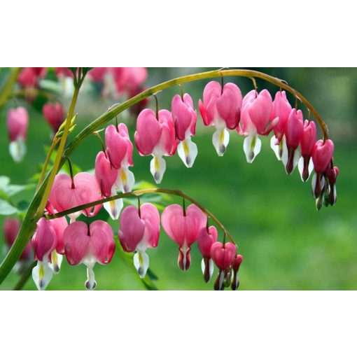 Dicentra (Lamprocapnos) spectabilis - Szívvirág