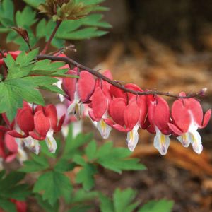 Dicentra (Lamprocapnos) spectabilis Valentine - Szívvirág