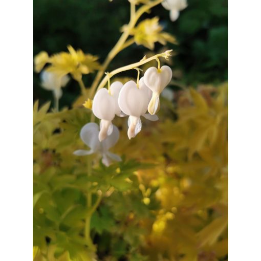 Dicentra (Lamprocapnos) spectabilis White Gold - Szívvirág