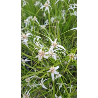 Csillagfű (Dichromena)