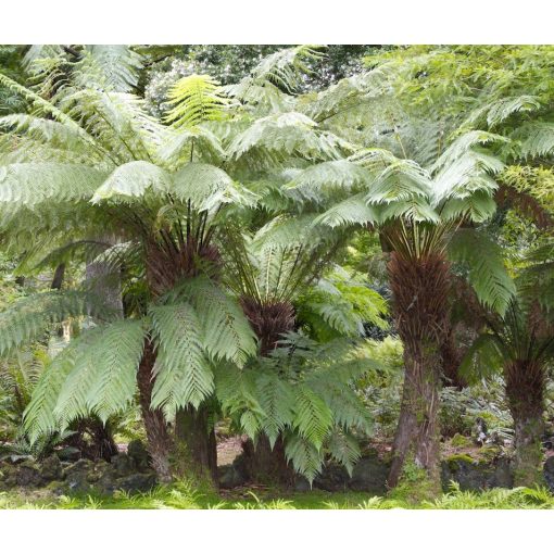 Dicksonia antarctica - Óriás páfrányfa