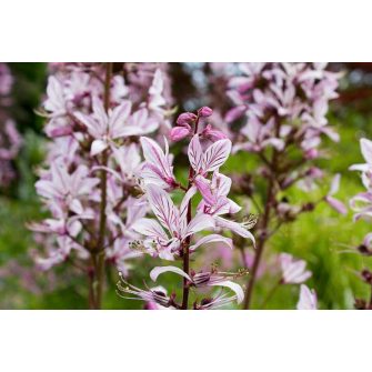 Ezerjófű (Dictamnus)