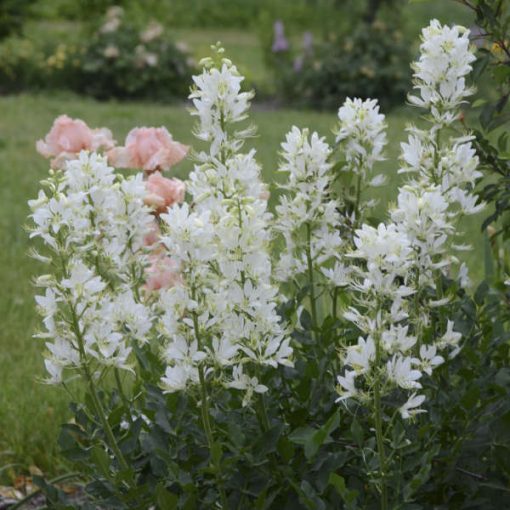 Dictamnus albus Albiflorus - Nagyezerjófű