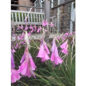 Dierama pulcherimum - Pálcavirág