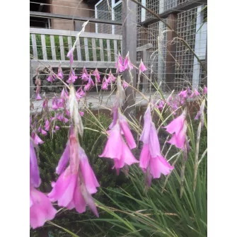Pálcavirág (Dierama)