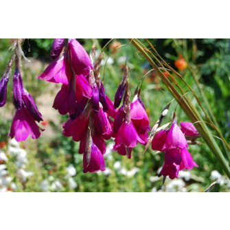 Pálcavirág (Dierama)