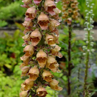 Gyűszűvirág (Digitalis)