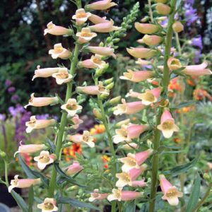 Digitalis Glory of Roundway - Gyűszűvirág