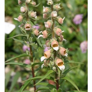 Digitalis lanata - Gyapjas gyűszűvirág