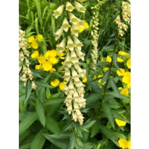 Digitalis lutea - Sárga gyűszűvirág