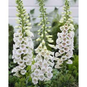 Digitalis purpurea Alba - Gyűszűvirág