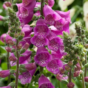 Digitalis purpurea Dalmatian Purple - Gyűszűvirág