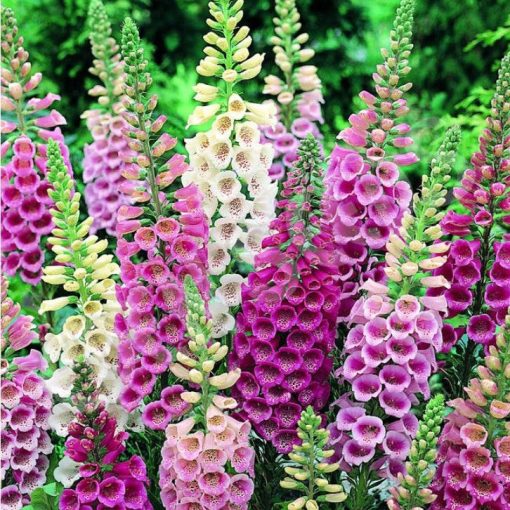 Digitalis purpurea Gloxiniiflora - Gyűszűvirág