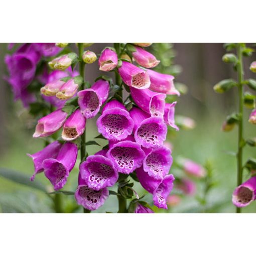 Digitalis purpurea - Gyűszűvirág