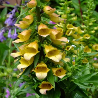 Gyűszűvirág (Digitalis)