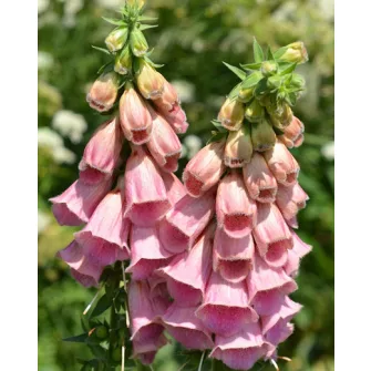 Gyűszűvirág (Digitalis)