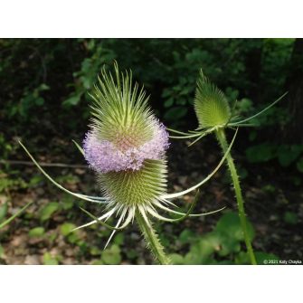 Mácsonya (Dipsacus)