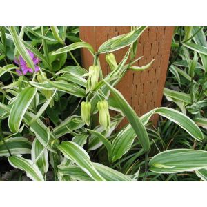 Disporum sessile Variegata - Tündérharang