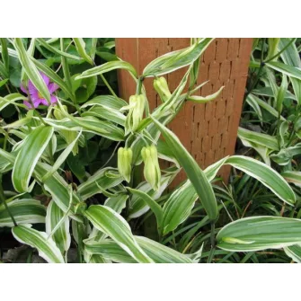 Tündérharang (Disporum)