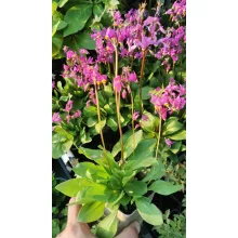 Dodecatheon jeffreyi - Bálványvirág